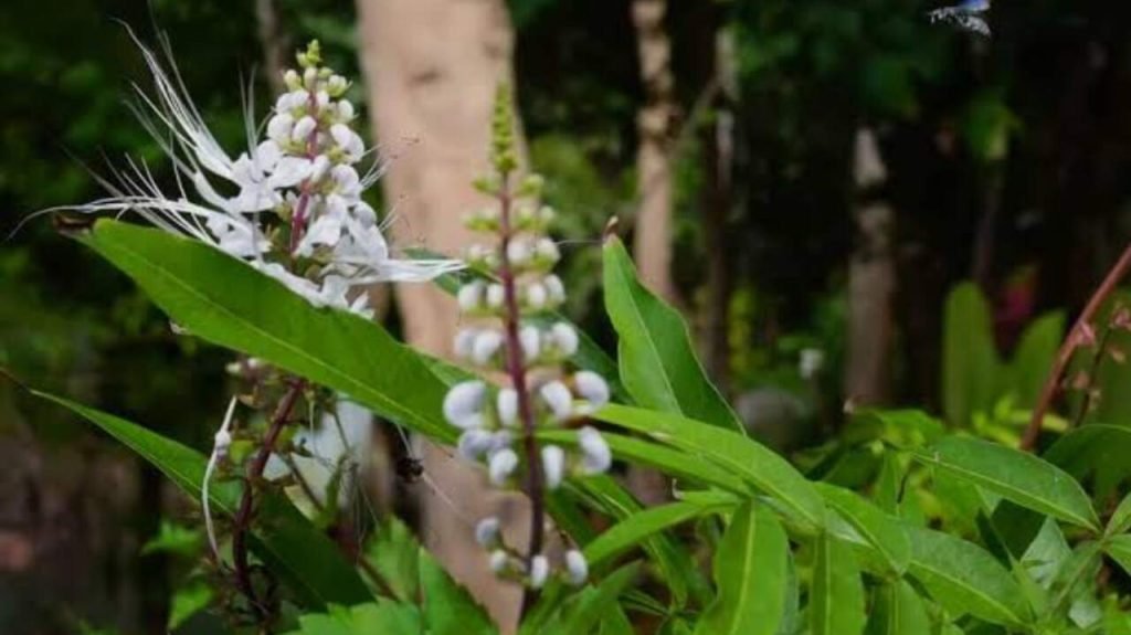 Suplemen rumput fatimah banyak dijual sebagai salah satu cara melancarkan persalinan karena mampu memicu kontraksi. Padahal, efek samping itu juga dapat meningkatkan risiko keguguran dan kelahiran prematur pada ibu hamil.