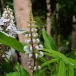 Suplemen rumput fatimah banyak dijual sebagai salah satu cara melancarkan persalinan karena mampu memicu kontraksi. Padahal, efek samping itu juga dapat meningkatkan risiko keguguran dan kelahiran prematur pada ibu hamil.