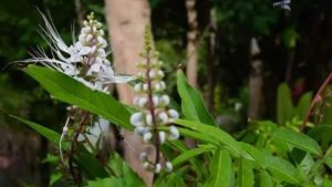 Suplemen rumput fatimah banyak dijual sebagai salah satu cara melancarkan persalinan karena mampu memicu kontraksi. Padahal, efek samping itu juga dapat meningkatkan risiko keguguran dan kelahiran prematur pada ibu hamil.
