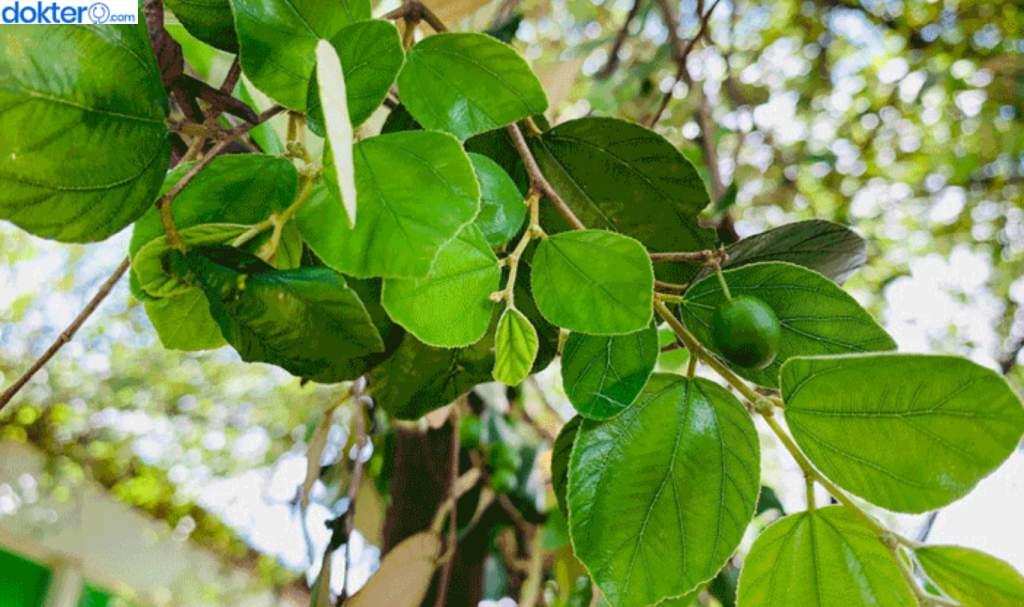 Manfaat daun bidara untuk Miss V