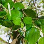 Manfaat daun bidara untuk Miss V