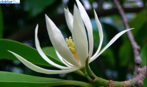 Manfaat Bunga Kantil untuk Kulit