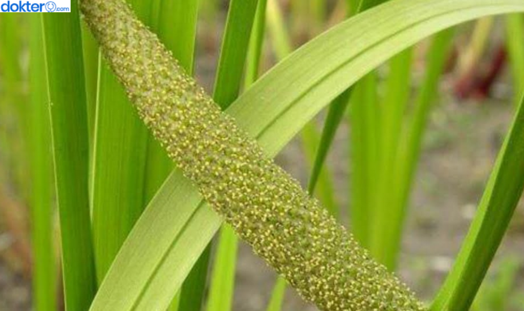 Manfaat Jeringau untuk Kesehatan