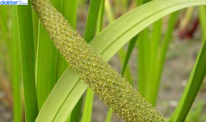 Manfaat Jeringau untuk Kesehatan