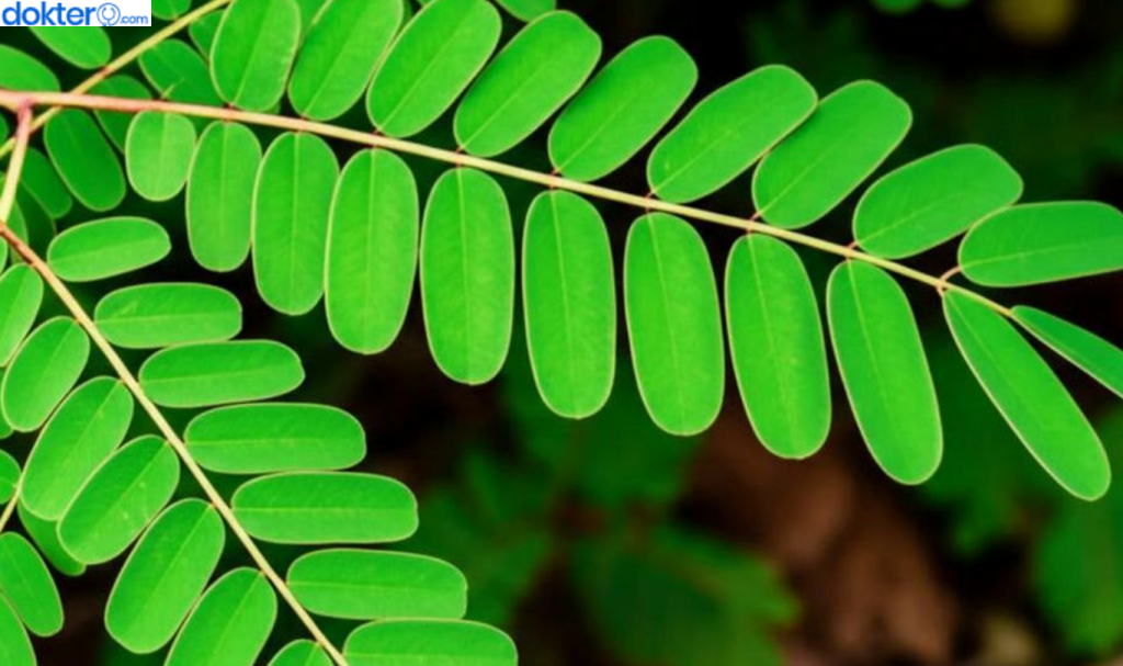 manfaat daun saga untuk bayi