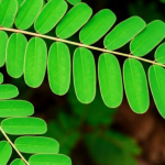 manfaat daun saga untuk bayi