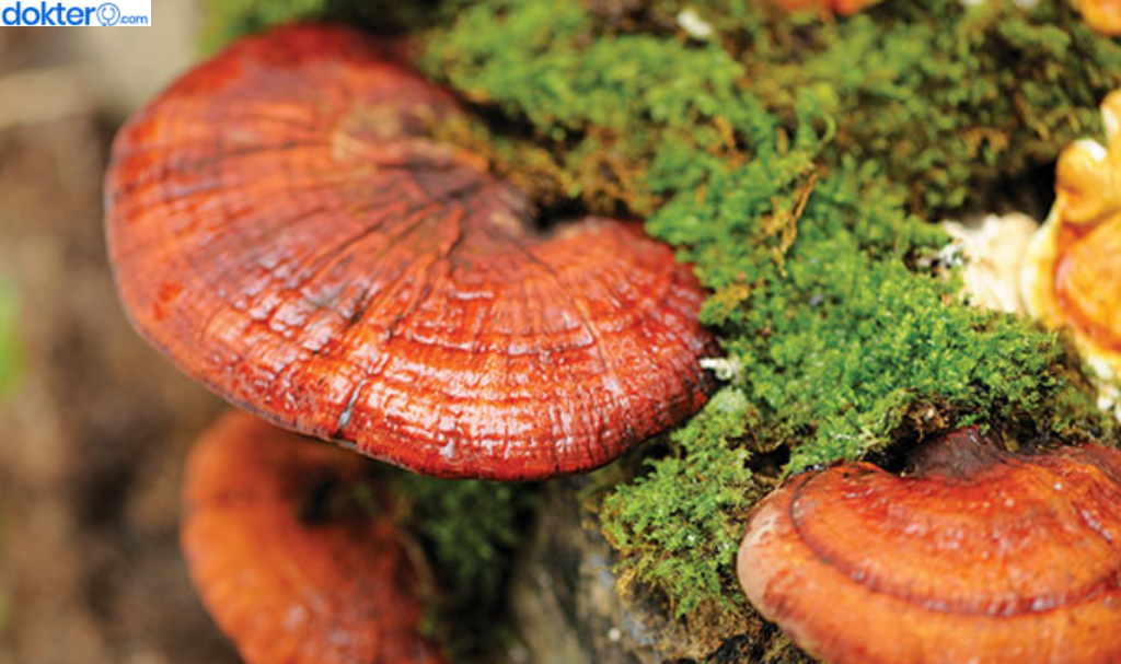 Manfaat Jamur Lingzhi untuk Paru-paru