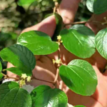 Manfaat Daun Bidara untuk Kulit