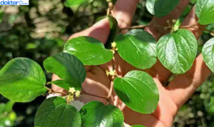 Manfaat Daun Bidara untuk Kulit