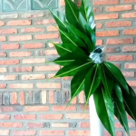 manfaat daun lengkuas untuk promil