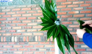 manfaat daun lengkuas untuk promil